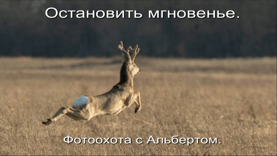 Фотоохота с Альбертом. Остановить мгновенье.