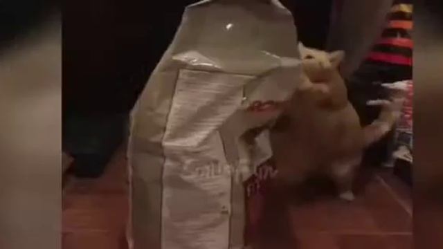 Подборка с приколов с котами смотреть онлайн