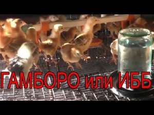 ВАКЦИНАЦИЯ ГАМБОРО или инфекционная бурсальная болезнь