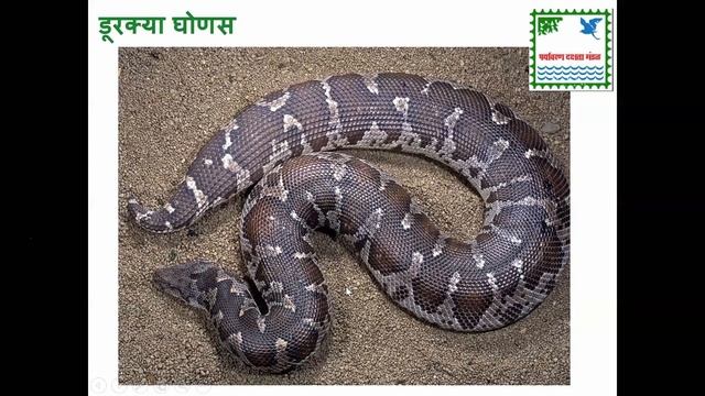 How to identify snakes by Dr. Varad Giri смотреть онлайн