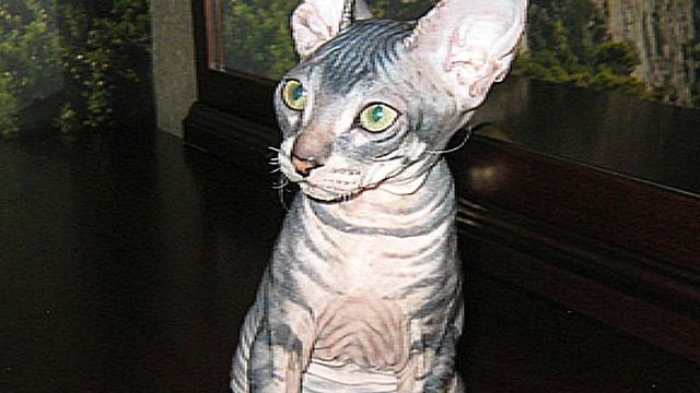 Котята моей кошки породы Донской Сфинкс смотреть онлайн