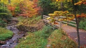 В.Ободзинский - Осенний желтый лист