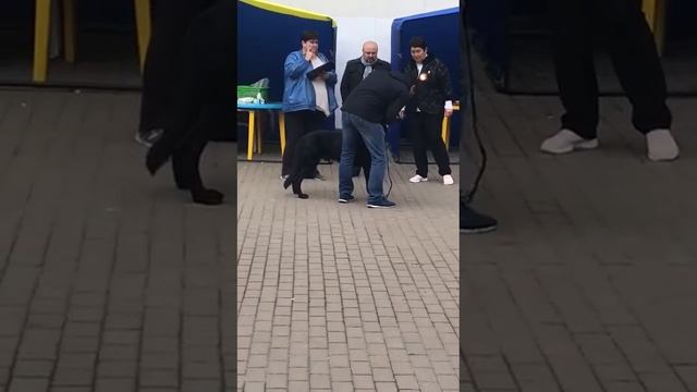 Киевские встречи 5.10.19 кобели юниоры смотреть онлайн