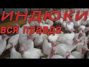 Индюки разведение | Вся правда о выращивании индюков