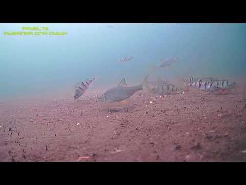 Подводный  мир! 
Underwater World!