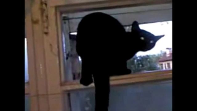 Прикол. Кот спалился смотреть онлайн