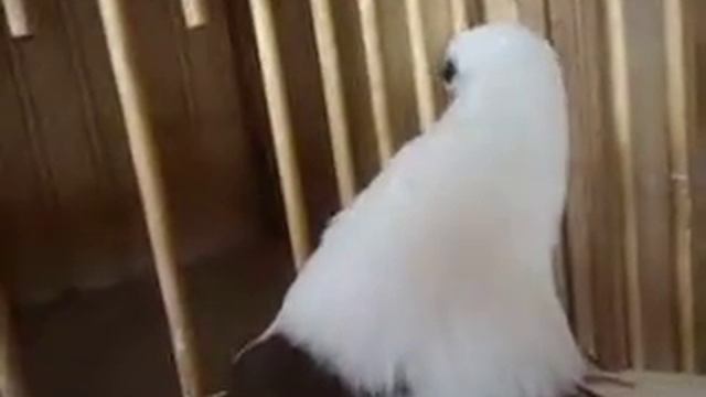 The Pigeons by evgenii kravchuk голуби евгения кравчука литва смотреть онлайн