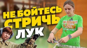 КОГДА СТРИЧЬ РАССАДУ ЛУКА