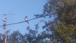 VID_20250428_183519.mp4