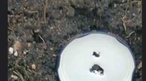 Стрельба из пневматической винтовки на 50 метров.