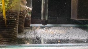 НОВОЕ ВИДЕО ИЗ МАЛЯВОЧНИКА. МАЛЬКИ КОРИДОРАСА ПОШЛИ В РОСТ.