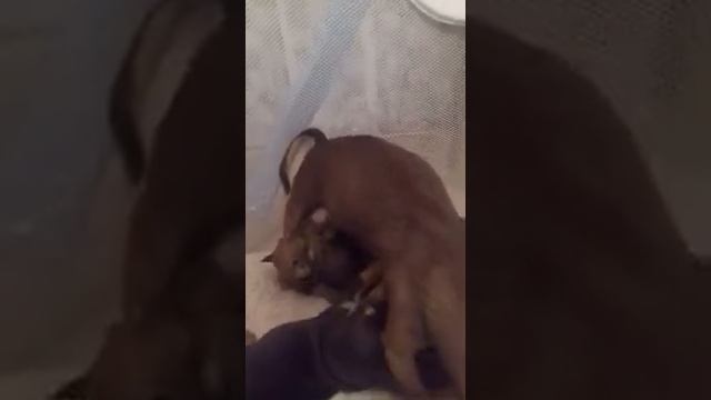 Сосалки смотреть онлайн
