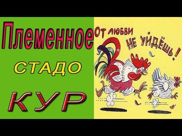 Родительское стадо. Как выращивают курей