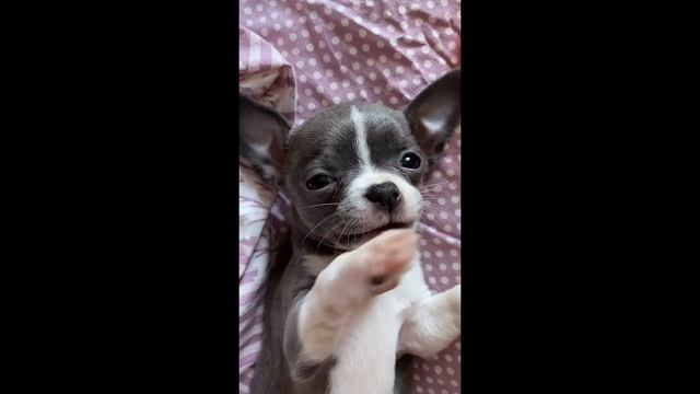 ЧУДАЧЕСТВА ТИК ТОКА 5 смотреть онлайн