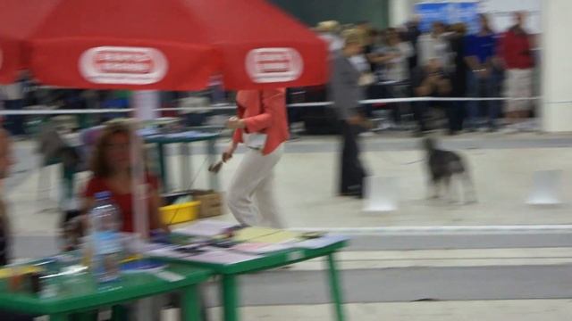 24.06.2012 БЕЛЫЕ НОЧИ - II, CACIB смотреть онлайн