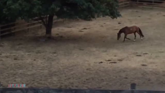 СМЕШНЫЕ ВИДЕО 😂 НОВЫЕ ПРИКОЛЫ 2021 лучшие ДО СЛЕЗ ПРИКОЛЫ С ЛОШАДЬМИ РЖУ смотреть онлайн