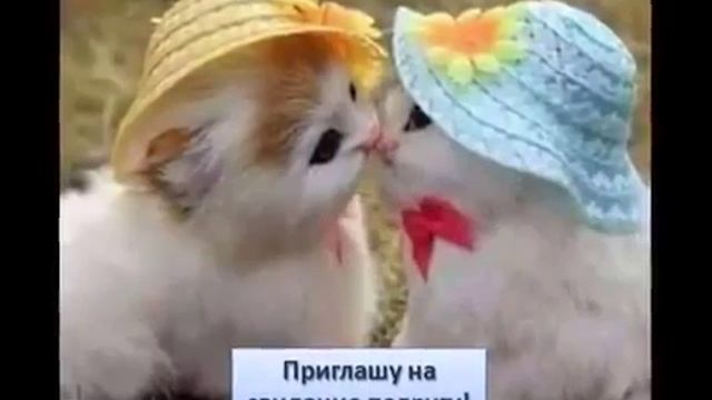Что говорят кошки о Gem4me! смотреть онлайн