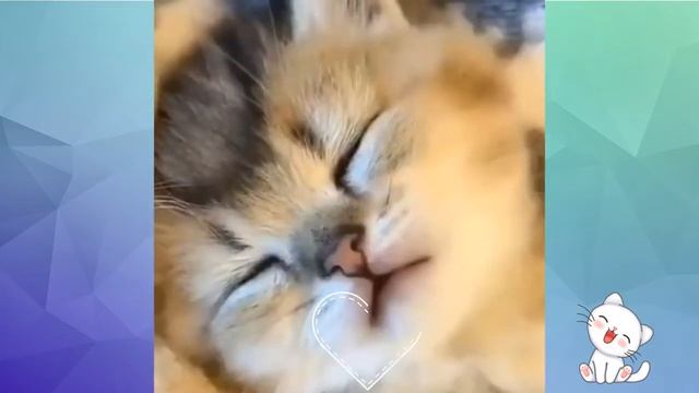 funny videos animals смешные Котики 😹 весёлые щенки 🐶 №23 смотреть онлайн