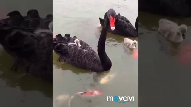 Приколы Сентября смотреть онлайн