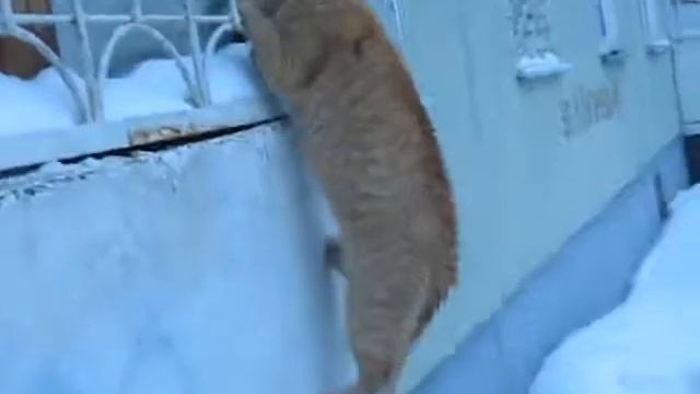 Самое прикольное видео с кошками.Prikol'noe video with lady-cats.Funny 2014 смотреть онлайн