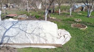 Высадили рассаду в теплицу. Огородные работы.