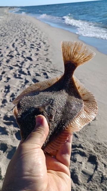 камбала весенняя смотреть онлайн