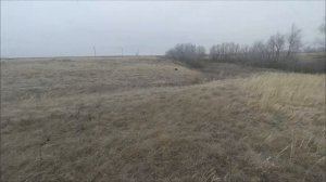 Охота на зайца со спаниелем 2019