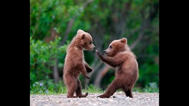 Шеф, это я-Лелик!!!! ))) смотреть онлайн