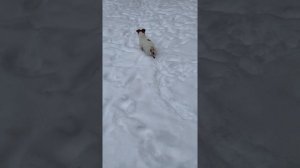 Собака какает 10 минут💩