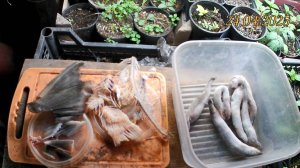 Отходы рыбы как корм. Осётр ЛенКа гибрид ленского осетра на калугу. Чем кормить в домашних условиях