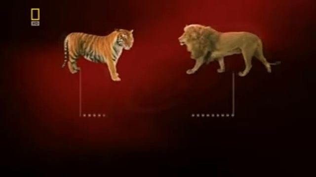Прикол  Лев+Тигр=Лигр Funny  Lion + Tiger = Liger