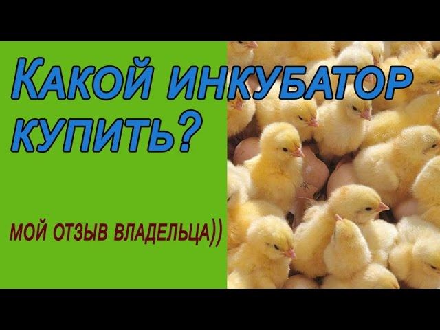 Обзор инкубаторов.  Какой инкубатор купить?