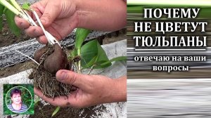 Почему не цветут тюльпаны. Ответы на вопросы зрителей