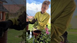 ПЕТУНИЯ. Пересадка в кашпо. Подкормка. Прищипка #огоро?