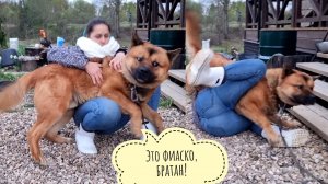 Что там у треугольного кота с кошкой Морошкой? Тайна тряпки-невидимки. Пёс Кубик завалил Машу