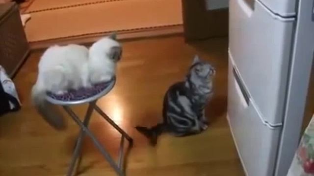 Прикольные животные Откройте холодильник смотреть онлайн