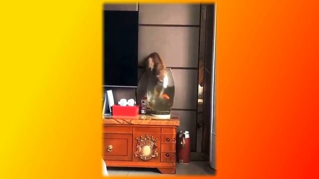 Забавные и смешные Кошки. Позитив. Создай себе хорошее настроение смотреть онлайн