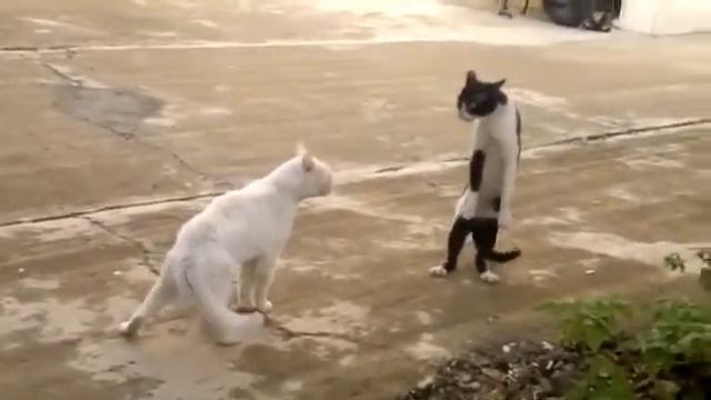 Смешные и прикольные коты, видео подборка смотреть онлайн