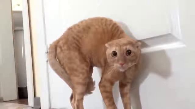 Приколы 2019 лучшие испуги котов смешные видео смотреть онлайн