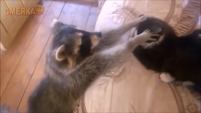 Смеяка #74 смотреть онлайн