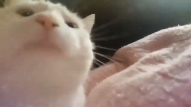 Кот флексит под чай индийский чай смотреть онлайн