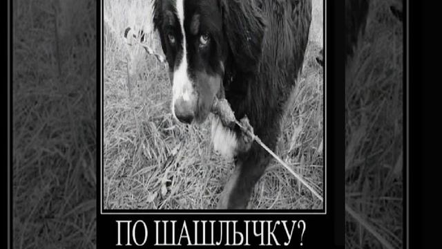 Смешные картинки смотреть онлайн