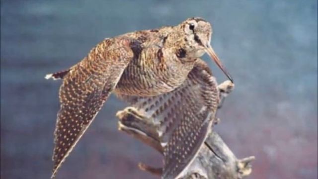 Охота на уток смотреть онлайн