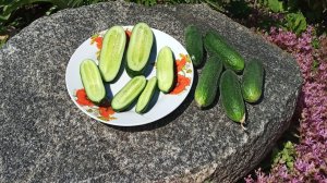 Отличный сорт ОГУРЦОВ - АДАМ. Описание сорта и почему я его выращиваю.