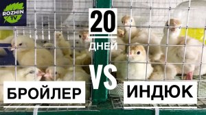 Бройлеры в 20 дней
