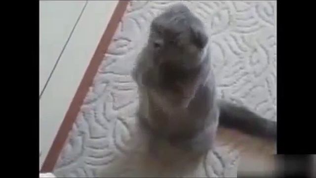 Лучшие смешные кошки и собаки, танцующие и Поющие в мире смотреть онлайн