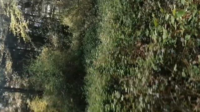 как я ходила в лес,если нужно видео с фотографиями пишите в комментарии) смотреть онлайн