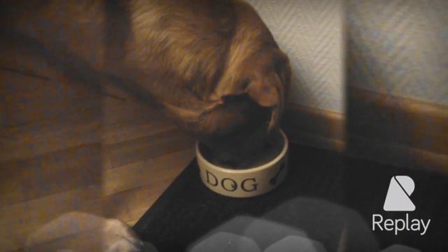 Leo The Retriever - new bowl / Лабрадор Леонард - новая миска смотреть онлайн
