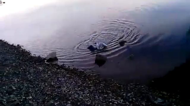 Видео приколы смотреть Рыбалка онлайн приколы Ловля рыбы на снасть смотреть Рыбалка на леща на донк смотреть онлайн