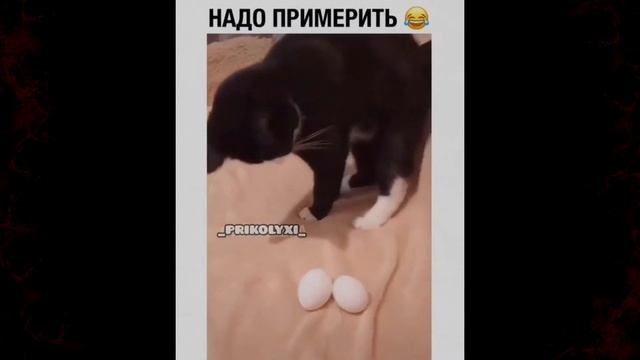 СМЕШНЫЕ ПРИКОЛЫ 2020 \ ИНСТАГРАМ 2020 \ ВАЙНЫ \VINES \ СМЕШНЫЕ ВИДЕО смотреть онлайн